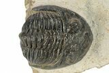 Detailed Hollardops Trilobite - Orange Eye Preservation #271531-2